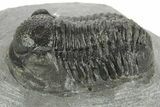 Detailed Gerastos Trilobite Fossil - Morocco #377257-2